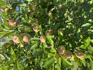 Apples
