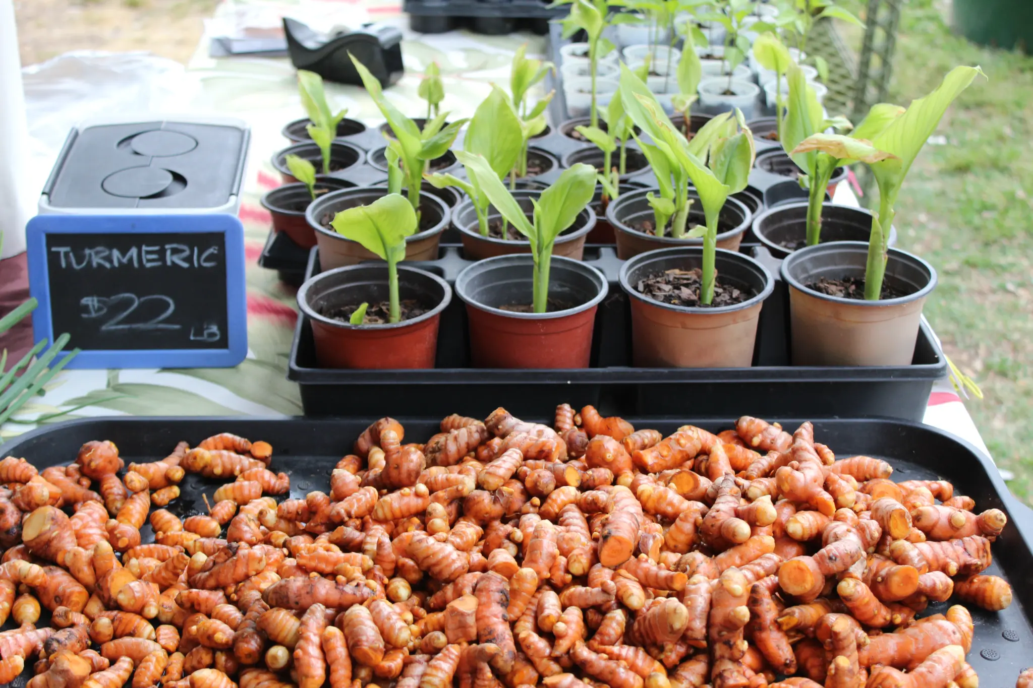 Fresh Turmeric by the Pound & Turmeric Plants for Sale